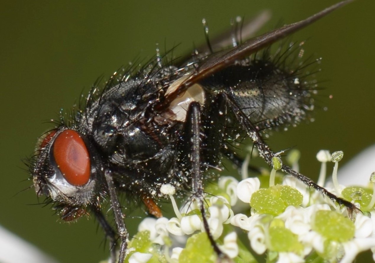 Tachinidae?  S